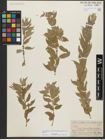 Foto von Salix triandra subsp. bornmuelleri (Hausskn.) A. K. Skvortsov